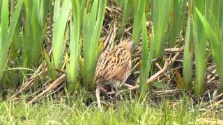 Corncrake South Uist 10th May 2015 [upl. by Kannan817]