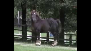 Cavalo Bretão  1 tonelada de pura leveza Garanhão MAX DU CHAPEL  Haras Nationaux  França [upl. by Stanfield]