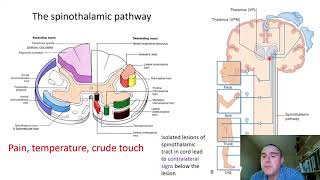 The somatosensory system slide presentation [upl. by Zurn982]