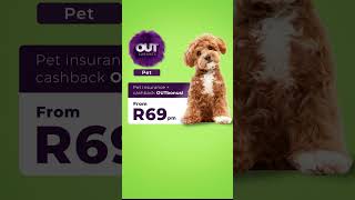 OUTsurance l Maltipoo [upl. by Arised]