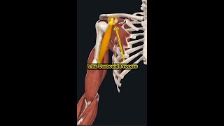 Coracoid Process  Shoulder Anatomy  Massage Therapists [upl. by Farver]