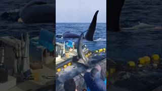 shark ocean whale fish dolphin shortsviral nature yearofyou epic wildlifephotography [upl. by Akenn518]