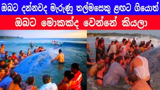 Dead whale in sinhala  what happen to whale after dead  1000k message whale amazinganimals [upl. by Hessler]