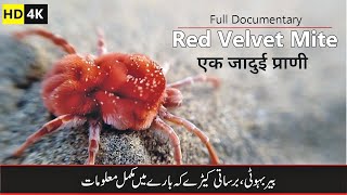 Red Velvet mite بیر بہوٹی Documentary [upl. by Marler742]