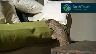 Pangolin does its T rex walk climbs on couch has a snooze [upl. by Eilssel]