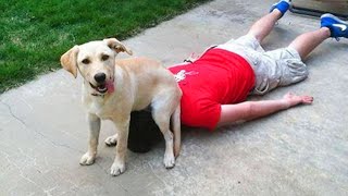 FUNNIEST Pet Fails of 2024 😂 Best Funniest Animal Videos of Week [upl. by Barrus]