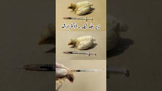 Subcutaneous Injection Administration in Poultry Birds  Dr ARSHAD [upl. by Norrat]