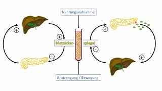 Regulation des Blutzuckerspiegels [upl. by Ocnarfnaig]