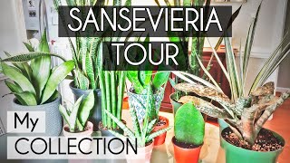 Sansevieria Tour  My Sansevieria Collection  Low Light Houseplants [upl. by Sivart]