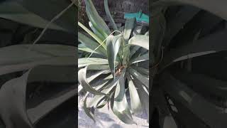 pineapple ka ped ped ki short videovideo acchi lagi to like subscribe karna na bhule 🪴🪴 [upl. by Esenahs]