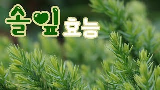 Pine leaf 솔잎 효능 고혈압 당뇨 예방 l 모카 건강정보 [upl. by Ayerdna881]