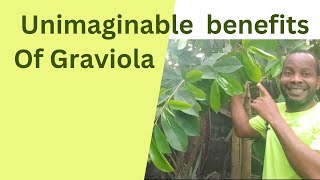 Unimaginable Benefits Of GraviolaSoursop Leaves [upl. by Rollie]