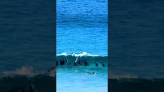 😱😳🌊 surf ocean nature animals wildlife [upl. by Boutis]