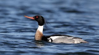 Redbreasted Merganser courtship display [upl. by Matrona]