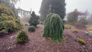 Winter Garden Stroll  Part 1  Conifers and Structural Deciduous Trees are key to Northern Designs [upl. by Hedy]