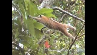 Slow Loris in Laos [upl. by Odnolor]