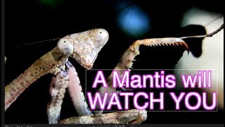 Praying Mantis Catching Prey CLOSEUPS NARRATED [upl. by Pressey]