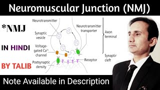 Neuromuscular Junction Anatomy amp Physiology in hindi  Structure  Function  NMJ  Nervous System [upl. by Draned]