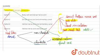 Notochord occurs between  12  CHORDATA PROTOCHORDATA  BIOLOGY  DINESH PUBLICATION  Doubtnu [upl. by Noami]