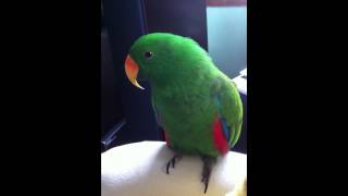 Eclectus dancing and singing [upl. by Kilbride]