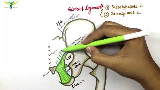 Gluteal ligaments  Sacrospinous and Sacrotuberous ligament  Anatomy  Knowing anatomy [upl. by Nannie997]