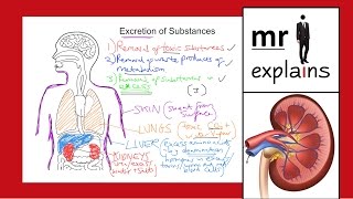 mr i explains Excretion of Substances for IGCSE [upl. by Assiren]