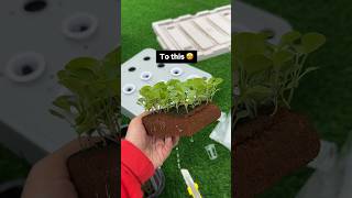 Has anyone experienced growing leggy seedlings and understands the frustration 😭😵 gardening [upl. by Natlus]