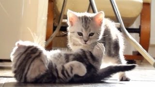 Funny Cats face control  Cute Kittens  Do not pass [upl. by Etnahsal]