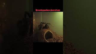 Brachypelma Auratum spider tarantula brachypelma bigspider follow followforfollowback [upl. by Shuler]