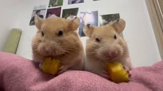 Today I ate sweet potatoes Daily sharing of raising rats Cute pet debut plan Chinchilla bear [upl. by Fabrice]