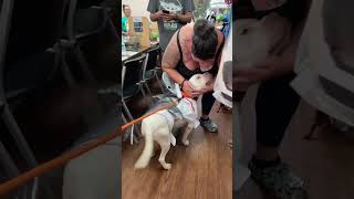 BRUCEY GOING HOME IN AN ICE CREAM TRUCK icecreamtruck dogadoption pitbullsofyoutube [upl. by Wildee]