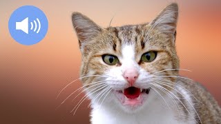 🦊 CATS MEOWING  Make Your Cat or Dog Go Crazy  Sound Effect [upl. by Maude]