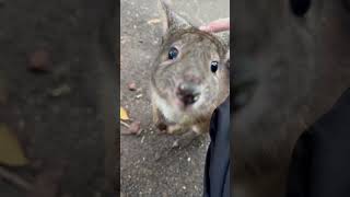 Pademelon at Featherdale Wildlife Park [upl. by Radmen]