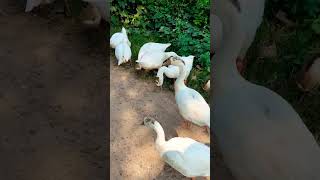 Swans roaming around road swan naturalvideo nature youtubeshort animallover like trending [upl. by Vasily]