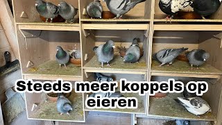 Steeds meer koppels op eieren  Kweekseizoen 2024  Postduiven [upl. by Kartis]