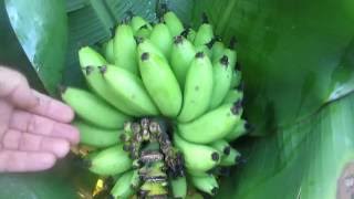 How to tell when to harvest bananas [upl. by Enegue]