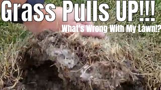 DIY How to kill grub worms brown spots grass pulling out How to treat grubs My lawn has grubs [upl. by Coleman947]