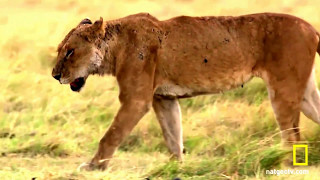 Lioness with an injured jaw gets help in eating a carcass with the help of a fellow Lioness [upl. by Duggan]