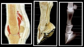 Fetlock Pastern and Coffin Joint  Syndesmology  ANATOMY by Dr Rakhi Vaish  NDVSU  Lecture [upl. by Artenal]