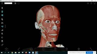 Bio2 Muscles of Facial Expression amp Mastication [upl. by Amethyst]