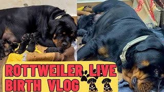 Rottweiler Lady ollie Live Birth Vlog Pregnant Lady Ollie Gives Birth To Rottweiler Puppies [upl. by Toblat982]