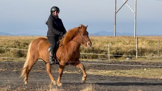 FOR SALE  Freyja  riesengroße super brave Sofakissentölterin  Islandpferd kaufen [upl. by Vasquez]