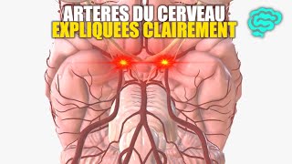 🔴 Neuroanatomie Artères du Cerveau Expliquées Très Clairement par Dr Astuce [upl. by Ylas96]