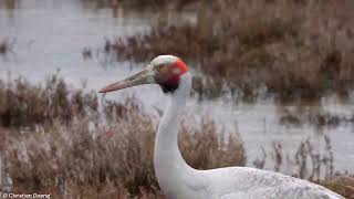 Brolga Antigone rubicunda [upl. by Jenni]