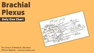 Brachial Plexus  3  Only One Chart  The Charsi of Medical Literature [upl. by Aserret]