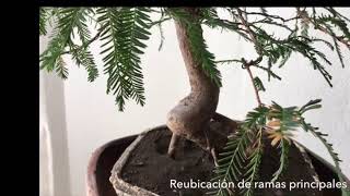 Bonsai Ahuehuete proceso de formación [upl. by Ennaharas]