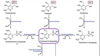 Mammalian Pyridoxine Vitamin B6 Processing amp Metabolism [upl. by Esille216]