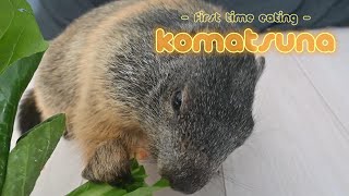 Pukus first attempt at eating komatsuna [upl. by Aidua]