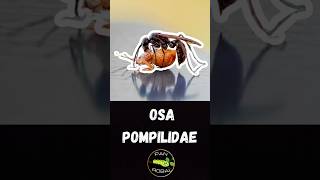 🐜 Osa Pompilidae – mistrzyni w polowaniu na pająki 🕷️😲 [upl. by Elocel801]