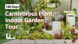 Carnivorous Plant Indoor Garden Tour  180 Days [upl. by Aimahc3]